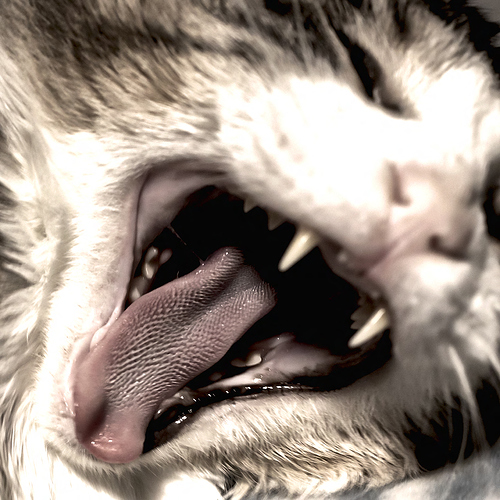 barnabus%20yawn