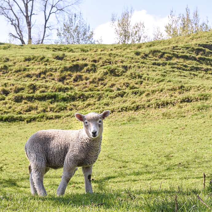 cornwall-park-spring19-009