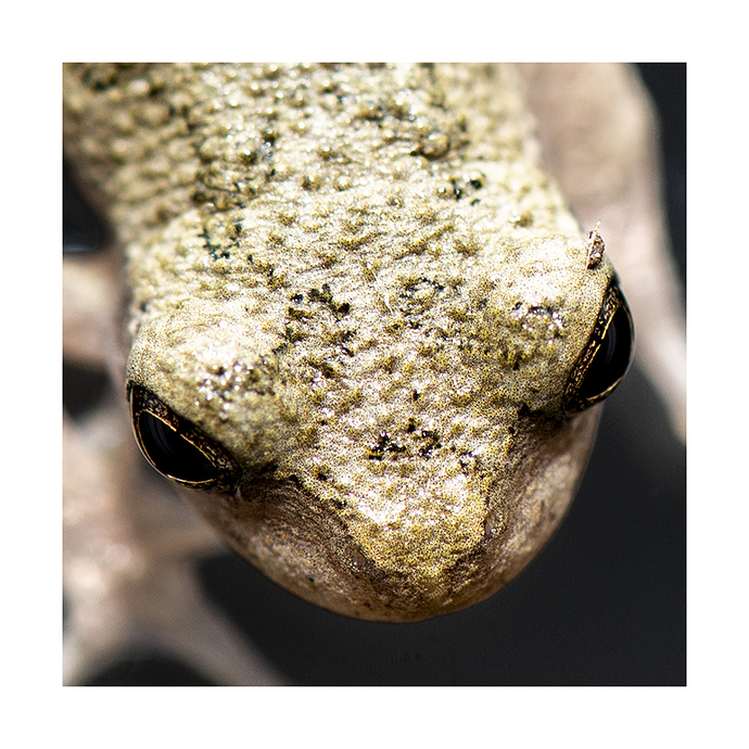 frog-2