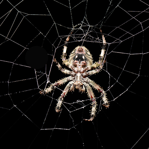 spider-full