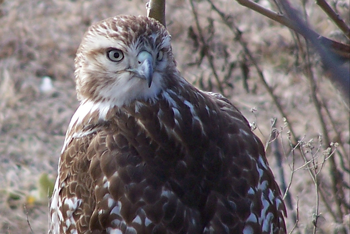 2017 hawk stare