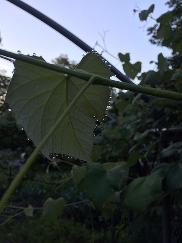 grape