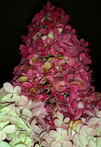 hydrangea2