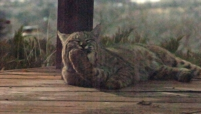 bobcat-on-deck
