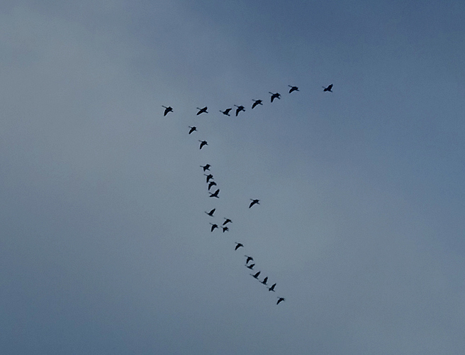 geese