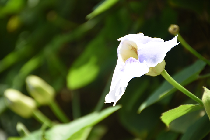 DAP_3958