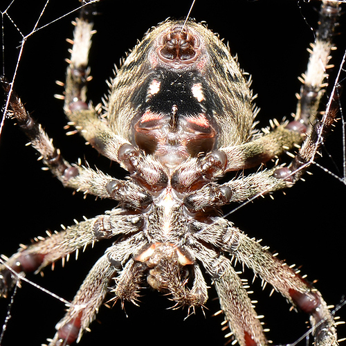 spider-close