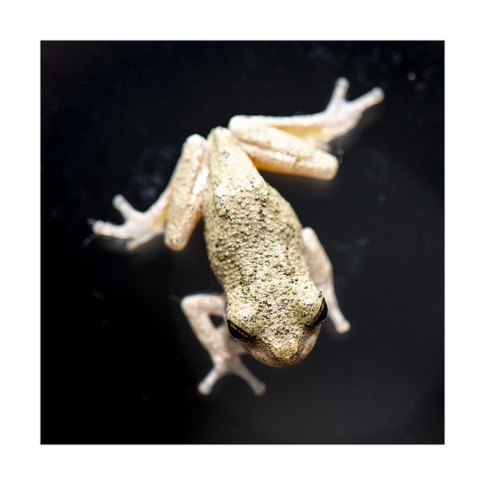 frog-1