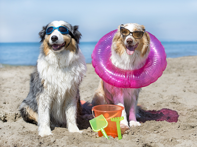 dog-days-of-summer