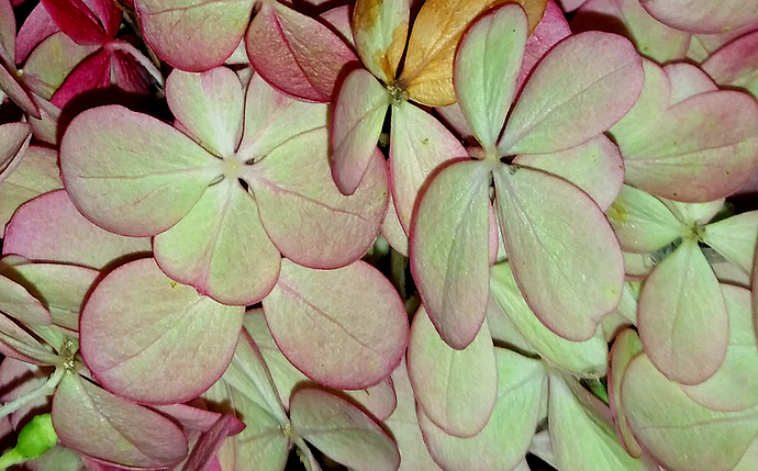 hydrangea1