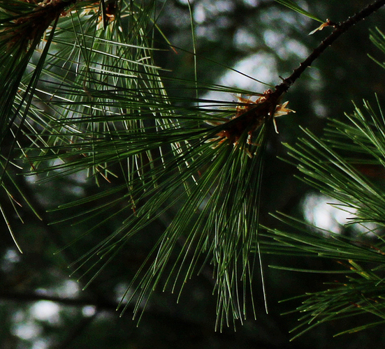pinetreestudy1