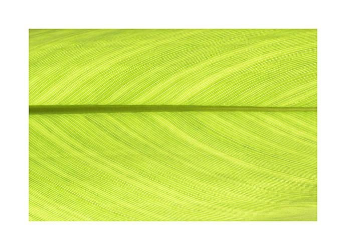 leaf