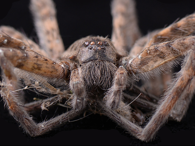 spider