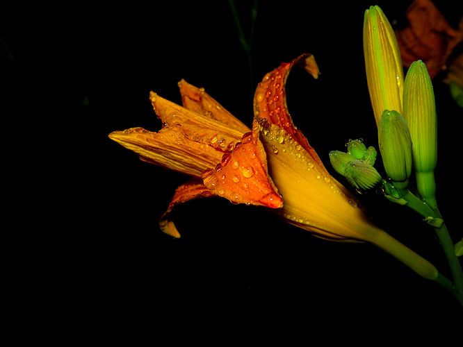 IMG_0021%5B1%5D