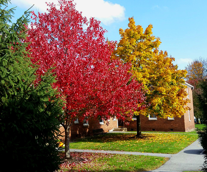 Autumn2020