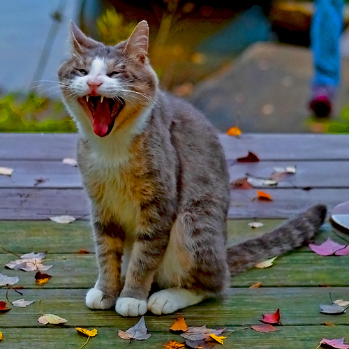 Barnabus%20Yawn