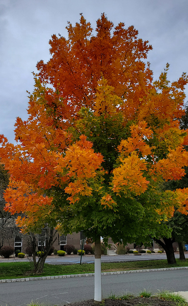 gradient