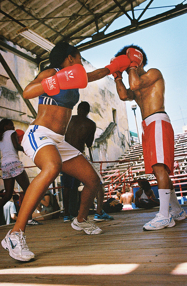 small cuban boxers