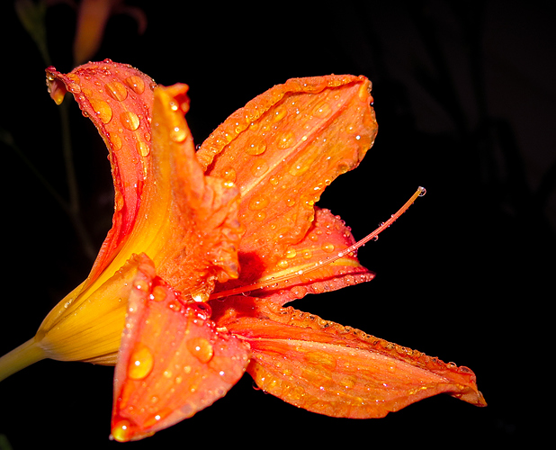 IMG_0017%5B1%5D