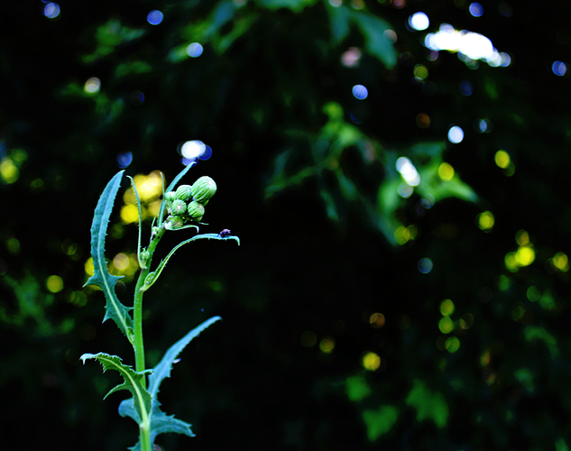 flyside