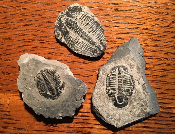 trilobites