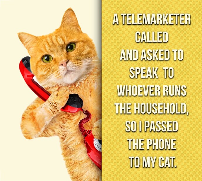 phone cat