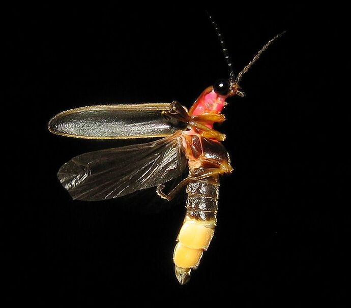 Photinus_pyralis_Firefly_3