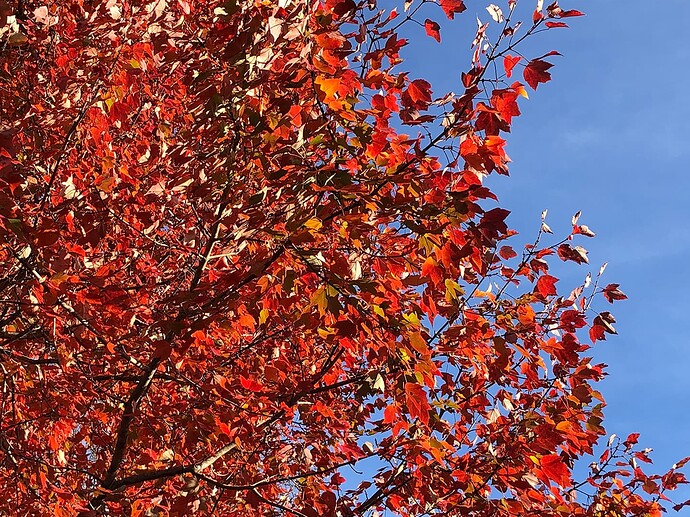 fall