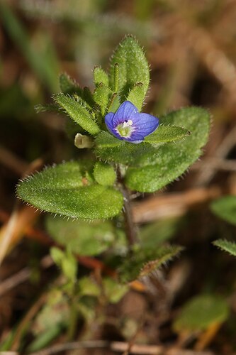 Veronica_arvensis_7998