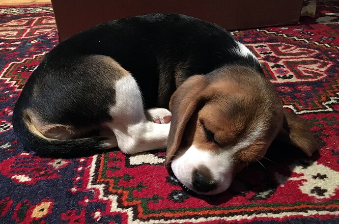 beagle-puppy