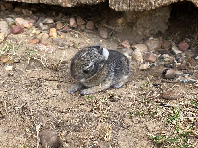 Baby-Bunny-2