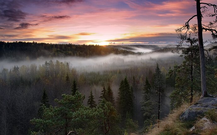 noux-nacionalnyj-park-finlyandiya-les-vosxod-tuman-utro-derevya-priroda