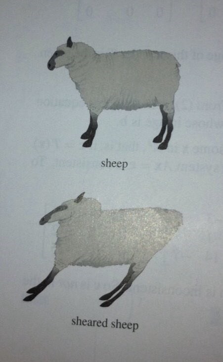 sheep-01-sheep-sheared-sheep