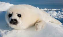 Seal