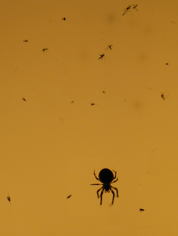 spider'swake