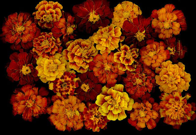 Marigolds_Galore_600