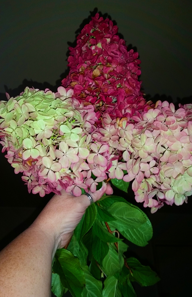 hydrangea4