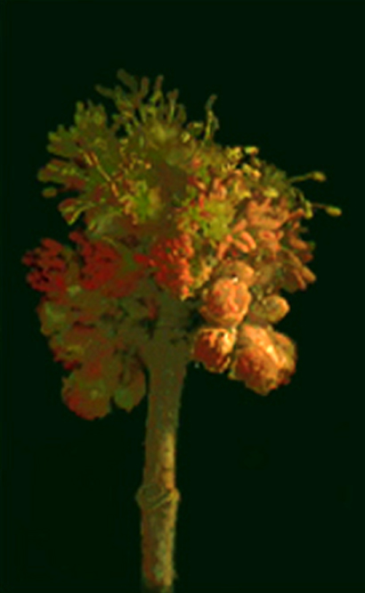 treeflowerstudy_005