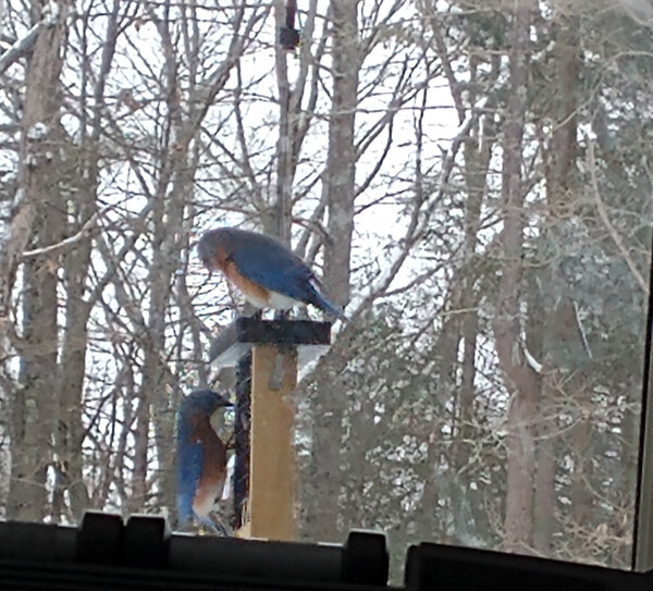 bluebirds