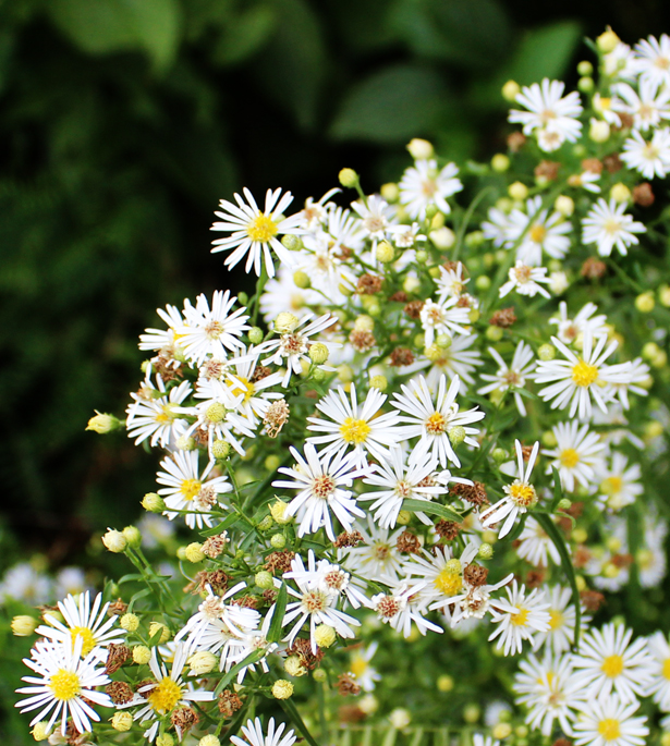 flowerpower