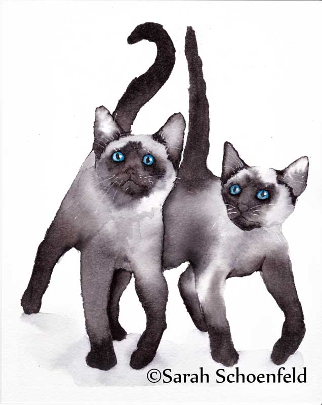 Siamese_cats_two800