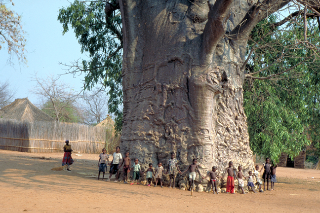 Baobab-children