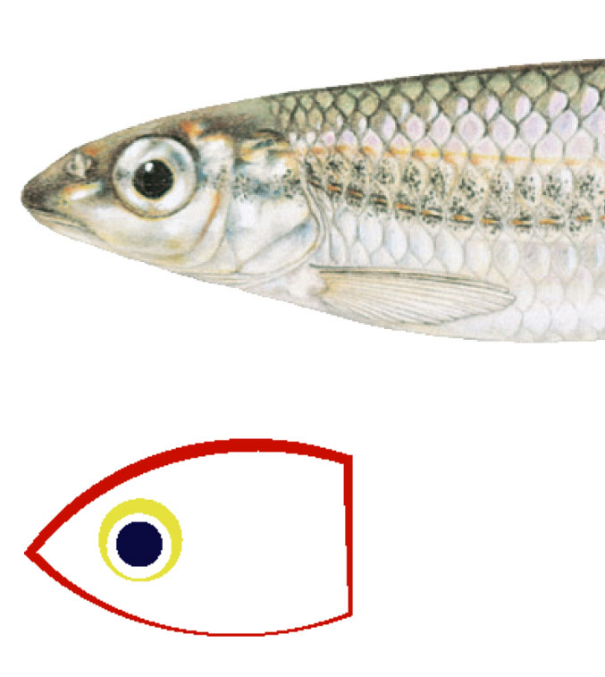 ozark_minnow