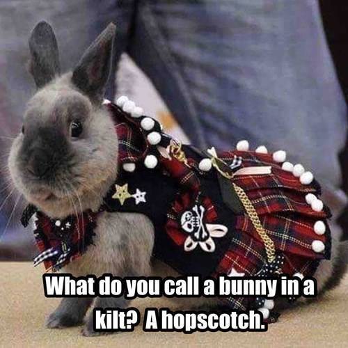 bunny