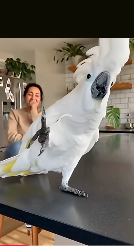 cacatuandrophisfootimage2