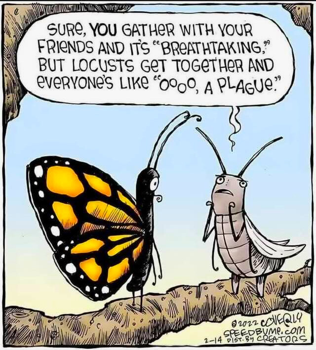 moth