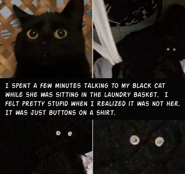 bkcat