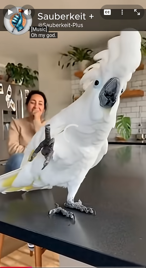 cacatuandrophisfoot?