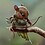 Asahi